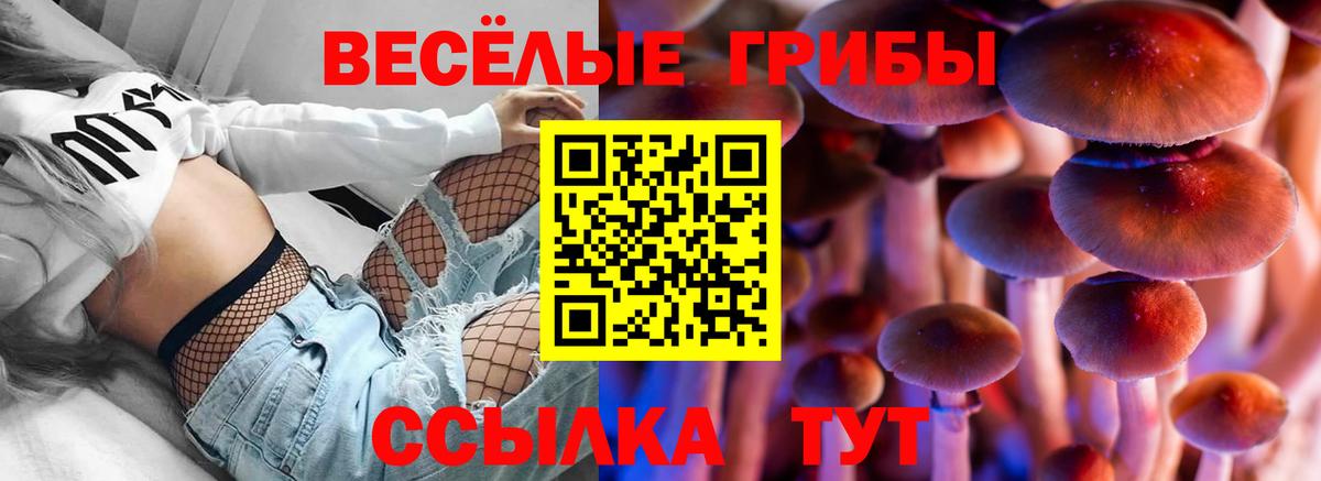 Псилоцибиновые грибы GOLDEN TEACHER  Галлюциногенные грибы Cubensis  Бердск  Вход с VPN 